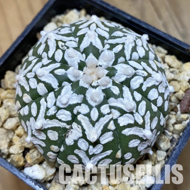 SH33576 Astrophytum asterias ‘Super Kabuto’ V-type