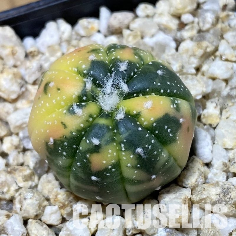 SH33577 Astrophytum asterias ‘Red Purple Skin’ f. variegata