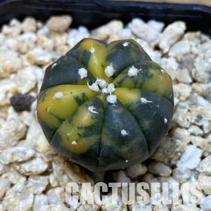 SH33578 Astrophytum asterias ‘Red Purple Skin’ f. variegata