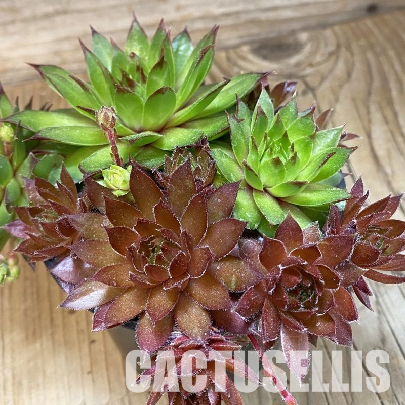 SH33559 Sempervivum mix (cold-resistant)