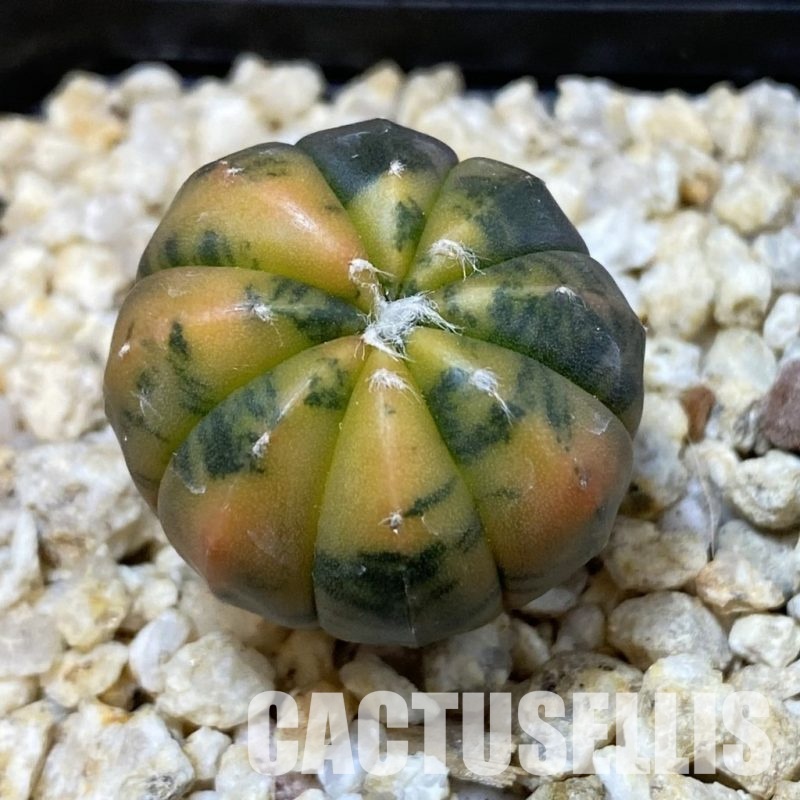 SH33579 Astrophytum asterias ‘Red Purple Skin’ f. variegata