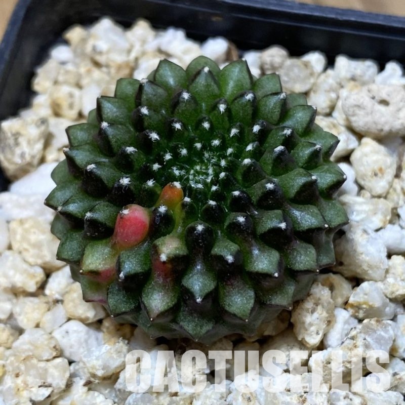 SH33580 Gymnocalycium mihanovichii ‘inermis’ f. variegata, seedling