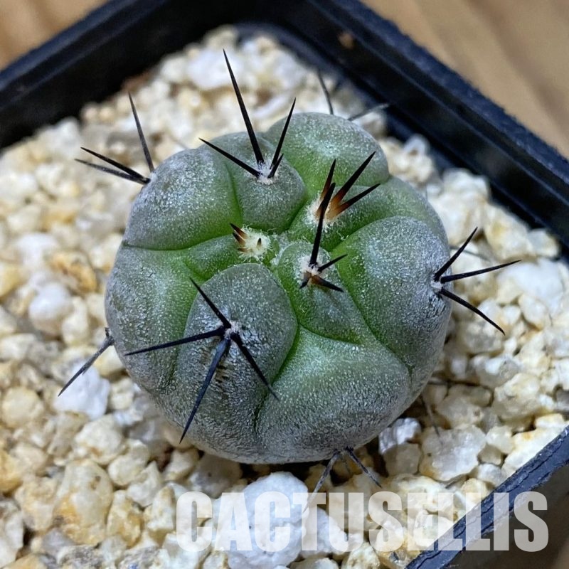 SH33581 Copiapoa cinerea -Perales-