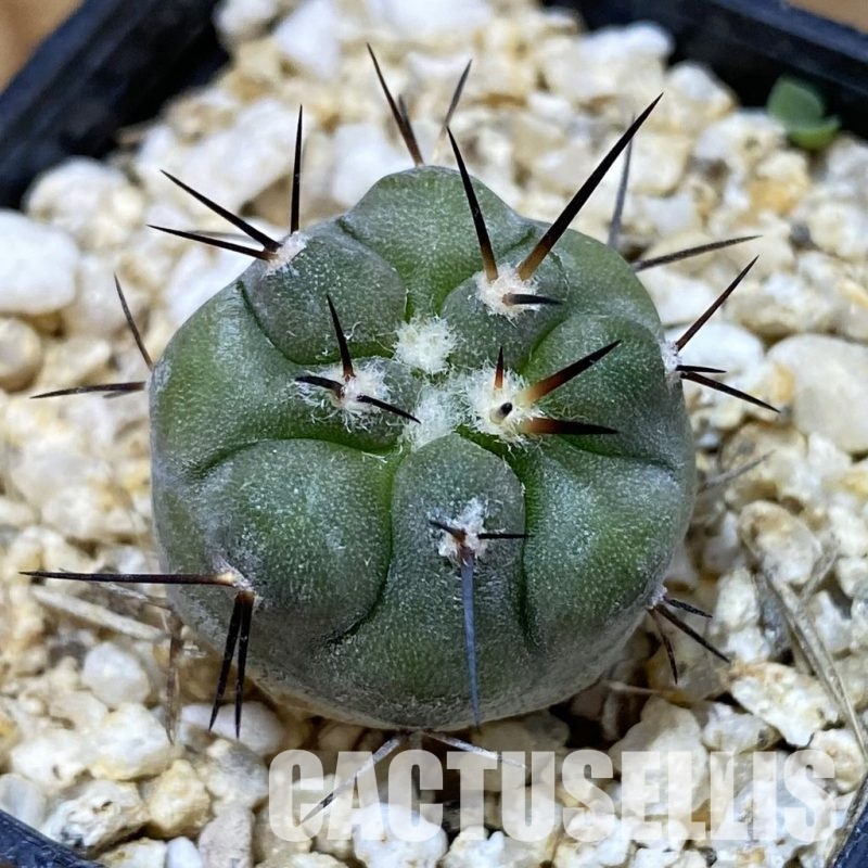 SH33582 Copiapoa cinerea -Perales-