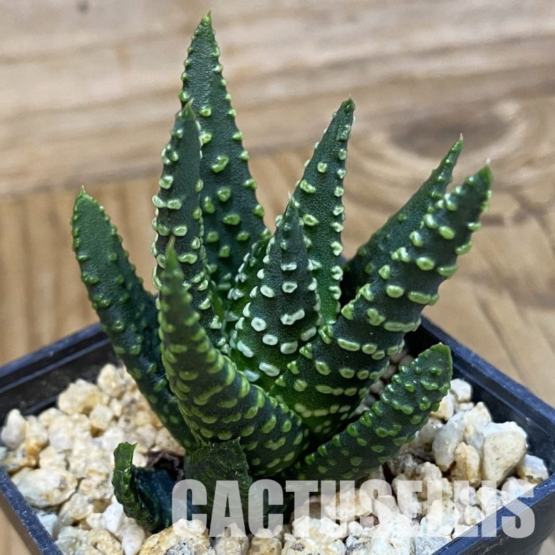 SH33584 Haworthia pumila SH