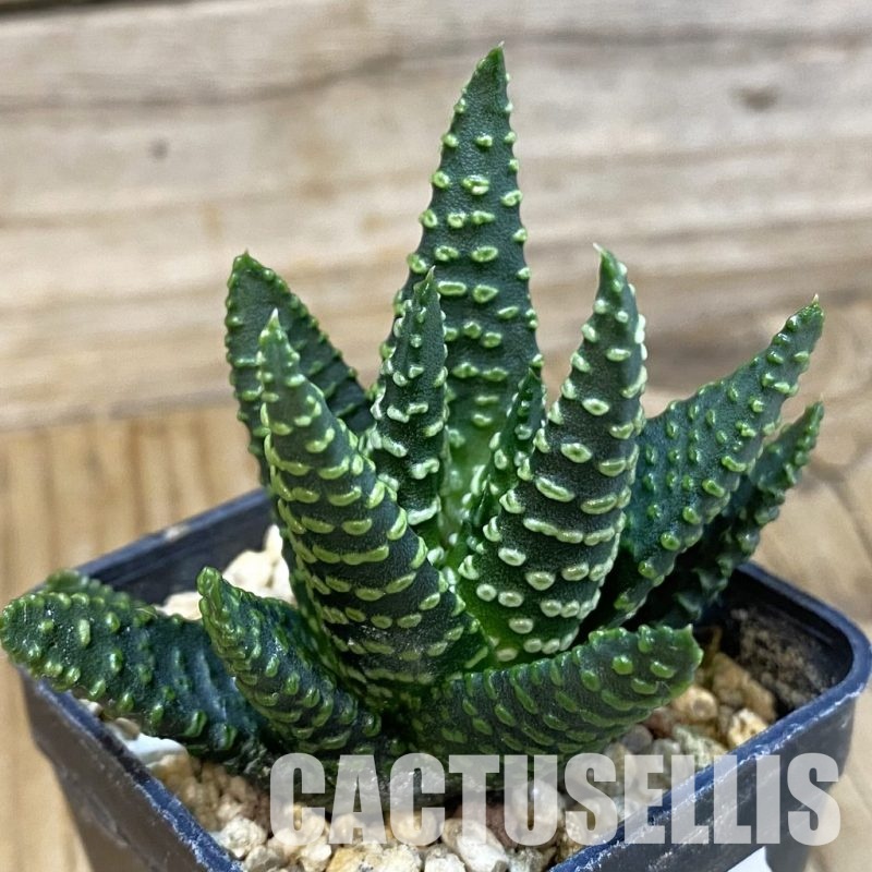 SH33585 Haworthia pumila SH