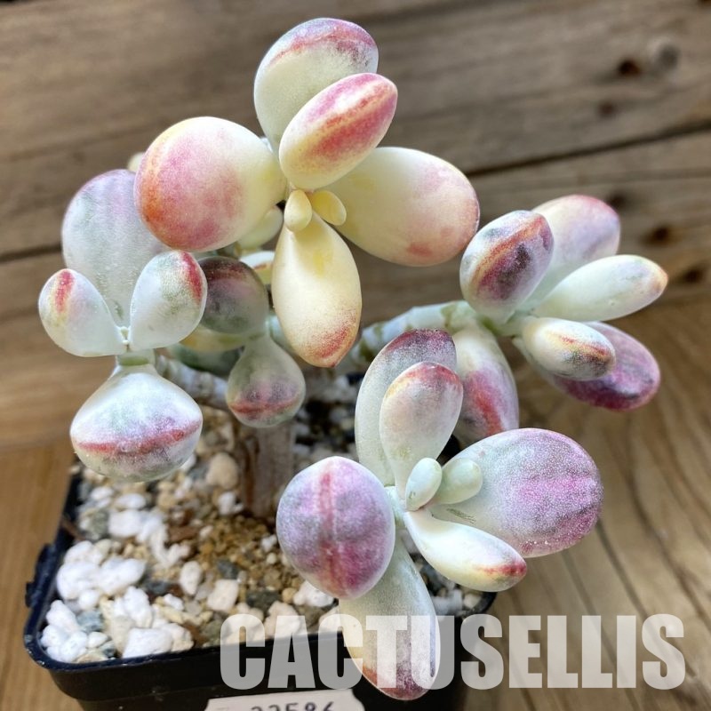 SH33586 Cotyledon orbiculata f. variegata