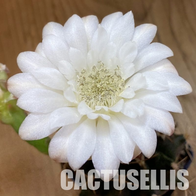 SH12670 Gymnocalycium mihanovichii 'Hibotan' hybrid
