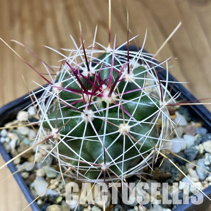 VVG29714 Ferocactus haematacanthus -El Amparo-