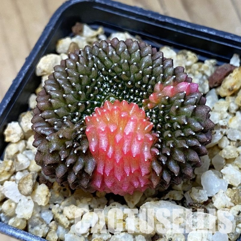 SH30158 Gymnocalycium mihanovichii ‘inermis’ f. variegata, seedling
