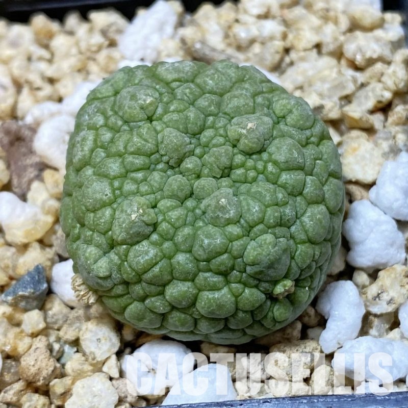 SH33637 Pseudolithos migiurtinus