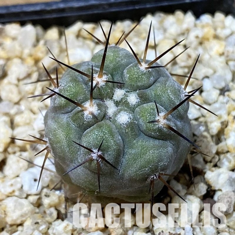 SH33639 Copiapoa cinerea -Perales-