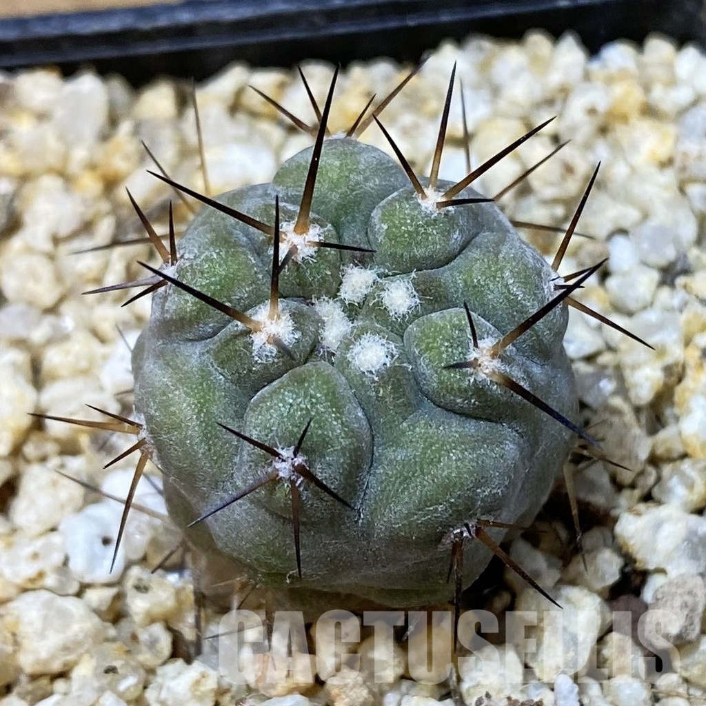 SH33639 Copiapoa cinerea -Perales-