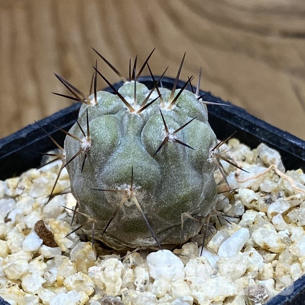 SH33639 Copiapoa cinerea -Perales- - Image 2