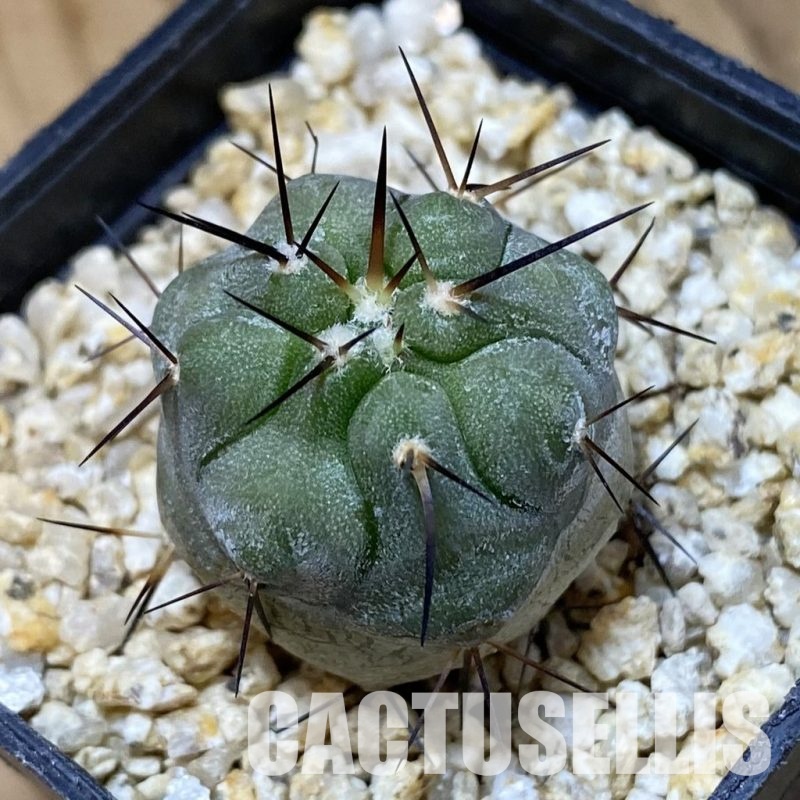 SH33640 Copiapoa cinerea -Perales-