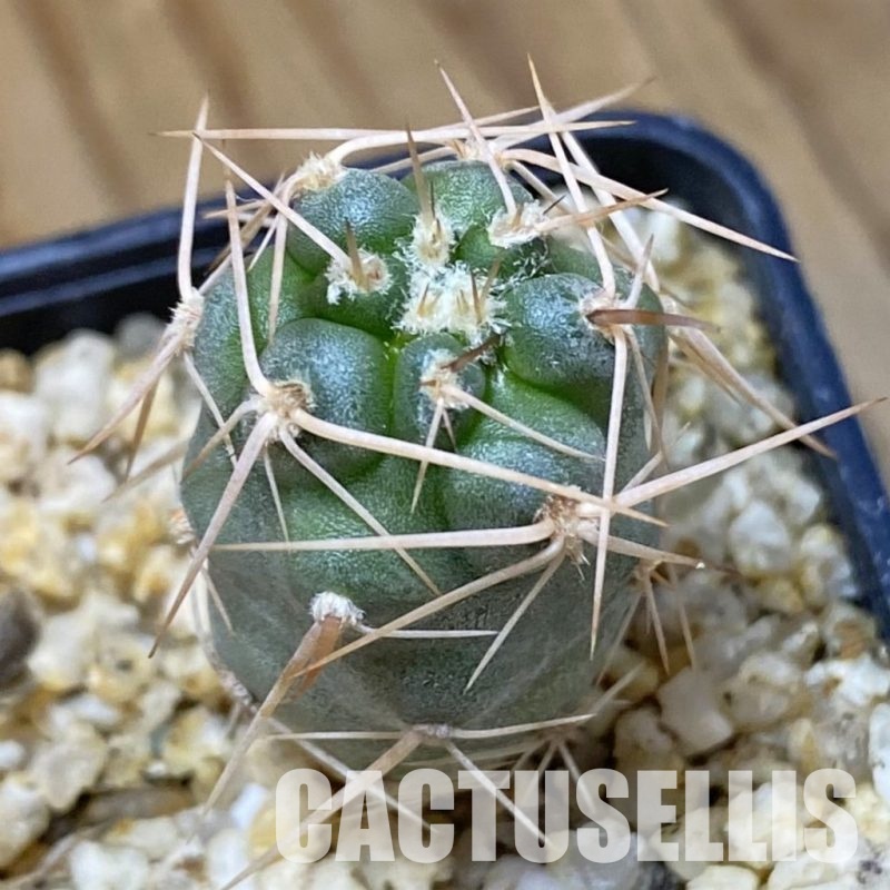 SH33641 Tephrocactus fiambalensis, seedling