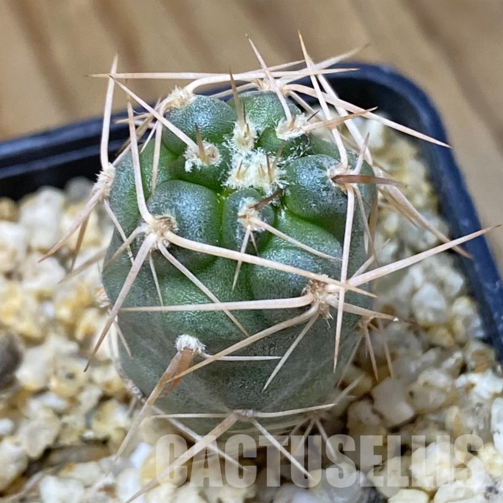 SH33641 Tephrocactus fiambalensis, seedling