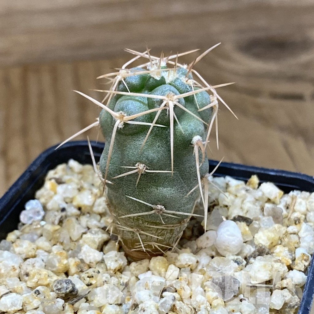 SH33641 Tephrocactus fiambalensis, seedling - Image 2