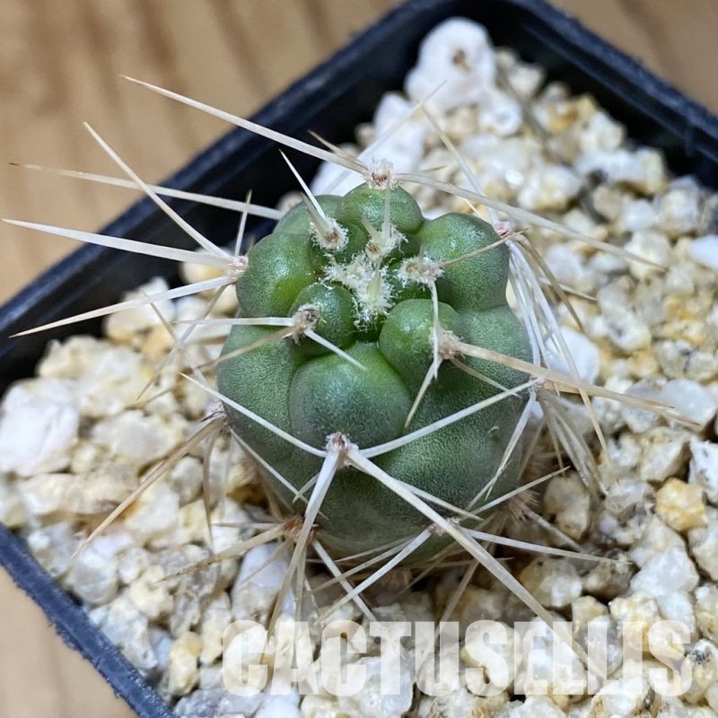 SH33642 Tephrocactus fiambalensis, seedling