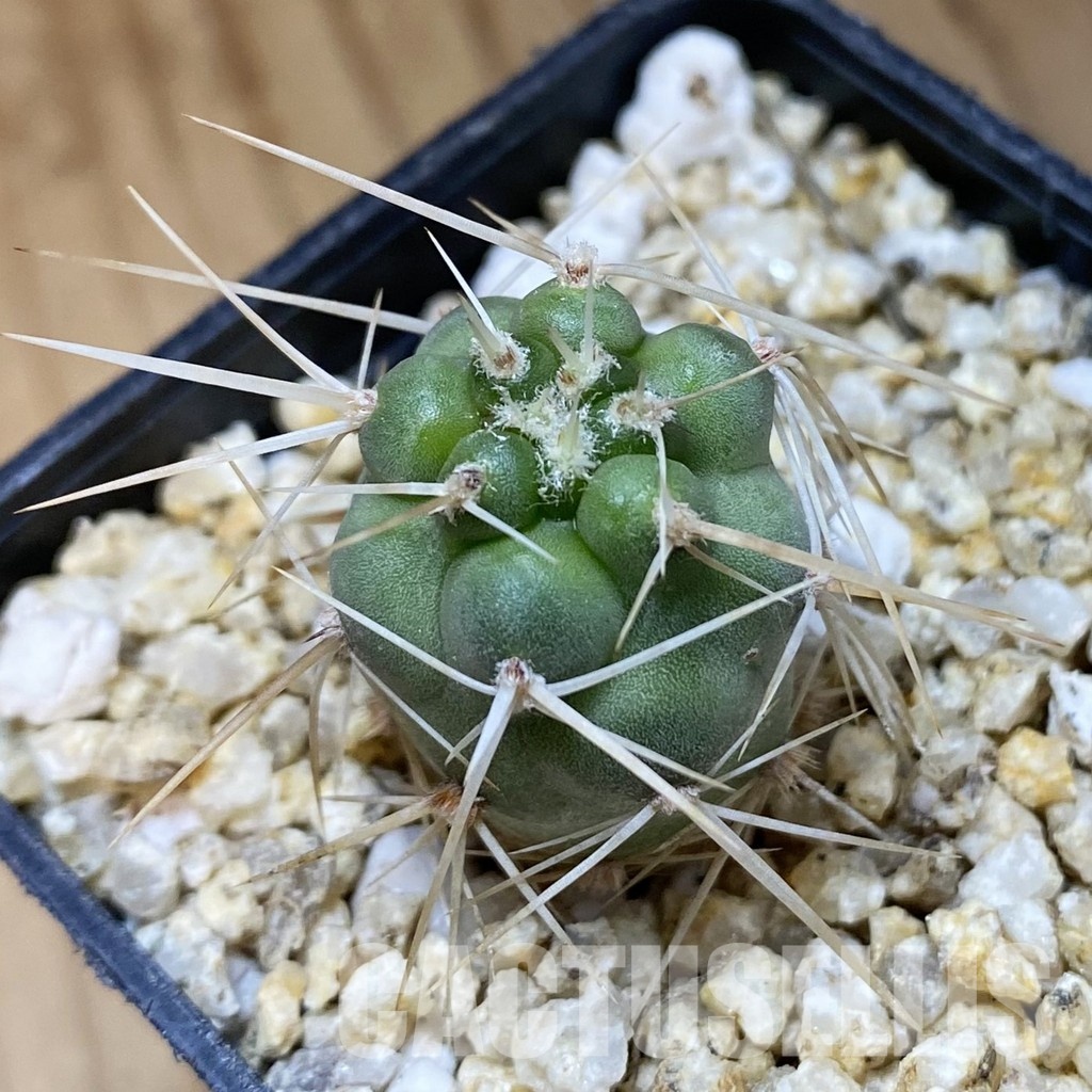 SH33642 Tephrocactus fiambalensis, seedling