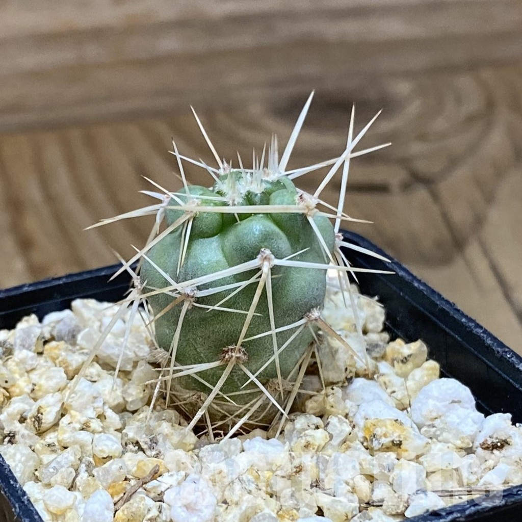 SH33642 Tephrocactus fiambalensis, seedling - Image 2
