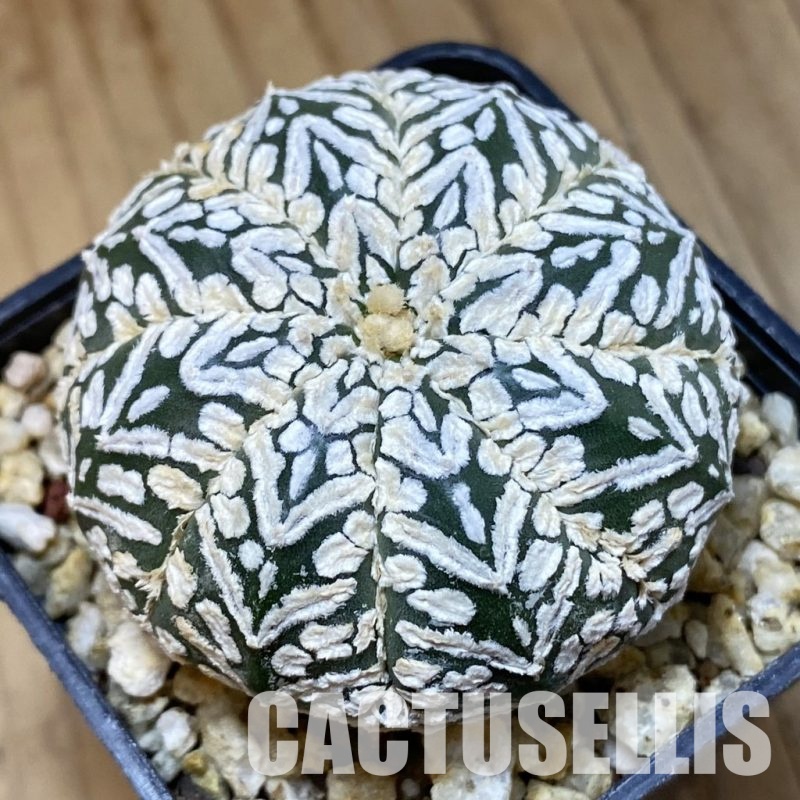 SH33644 Astrophytum asterias ‘Super Kabuto’ V-type