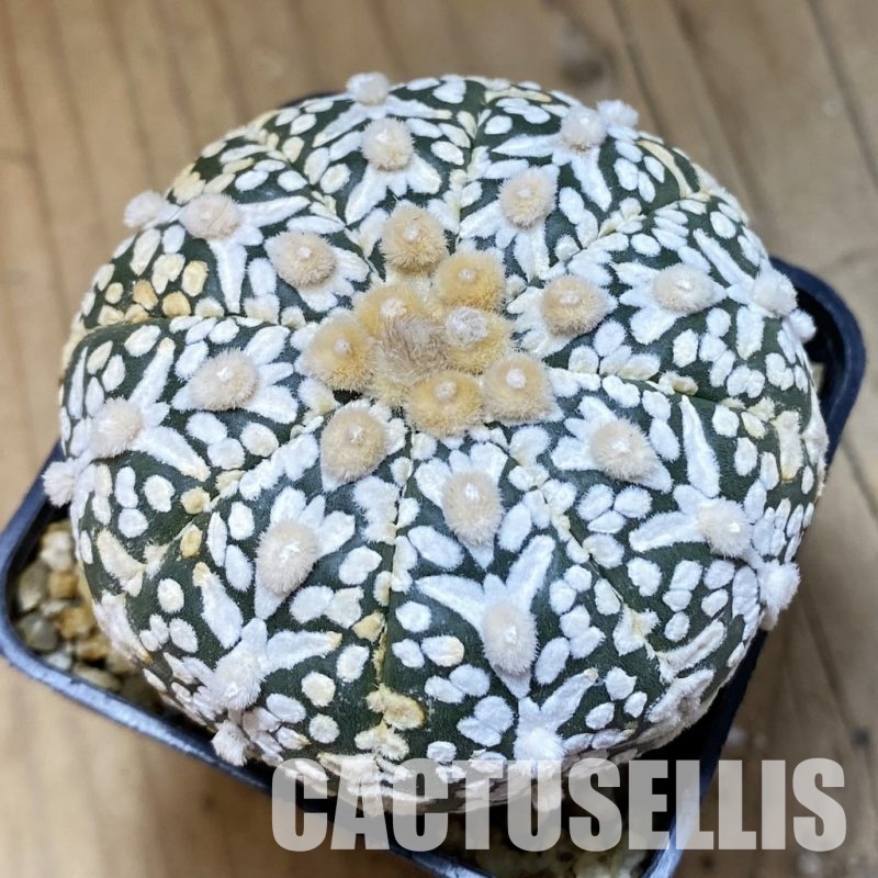 SH33645 Astrophytum asterias ‘Super Kabuto’ V-type