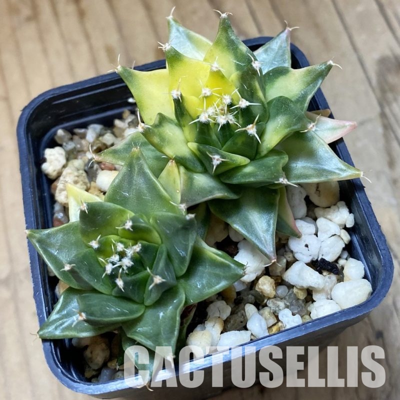 SH14295 Obregonia denegrii f. variegata 2 plants