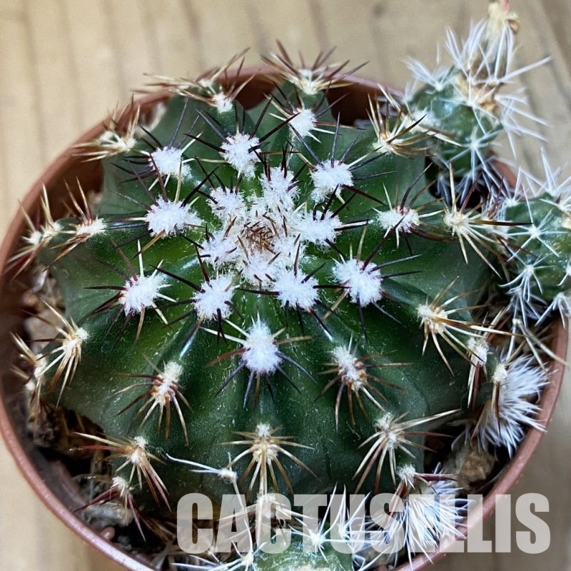 SH33649 Echinocereus viridiflorus