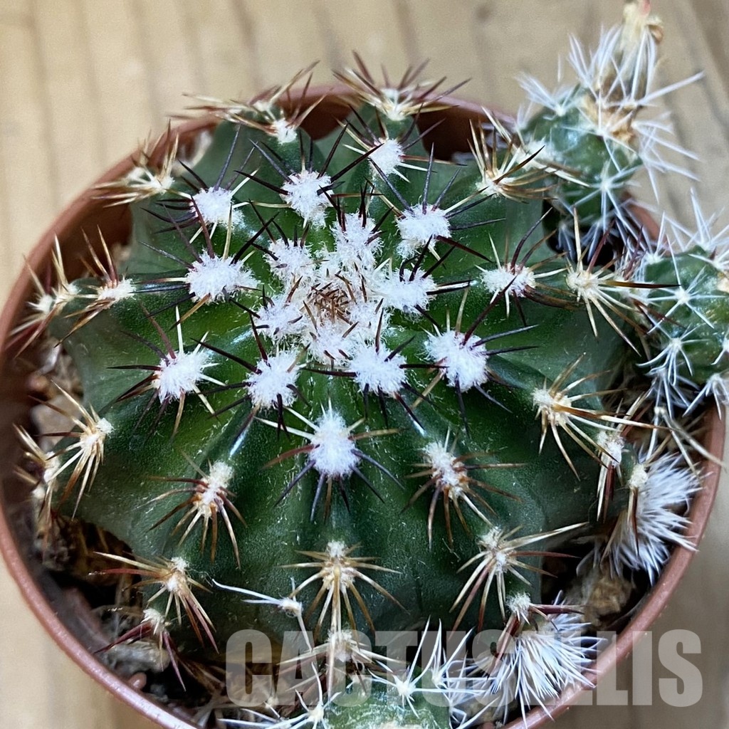 SH33649 Echinocereus viridiflorus