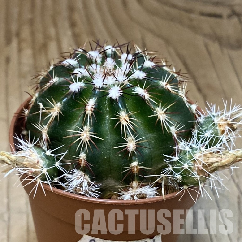 SH33649 Echinocereus viridiflorus - Image 2