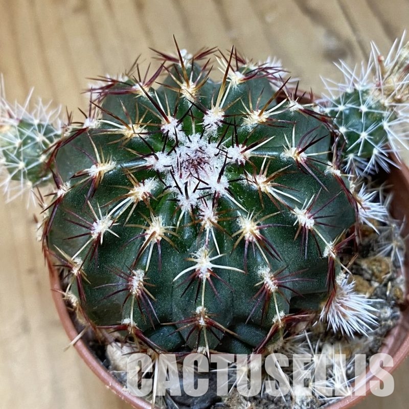 SH33650 Echinocereus viridiflorus