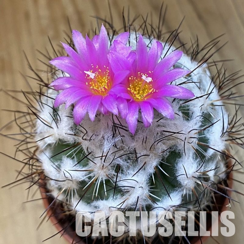 SH33651 Turbinicarpus saueri