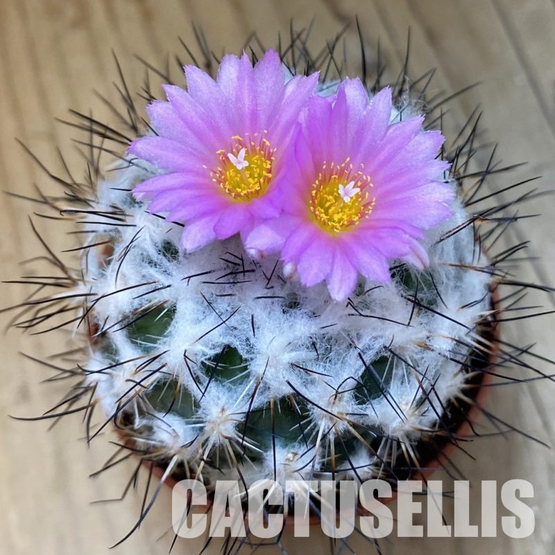SH33652 Turbinicarpus saueri
