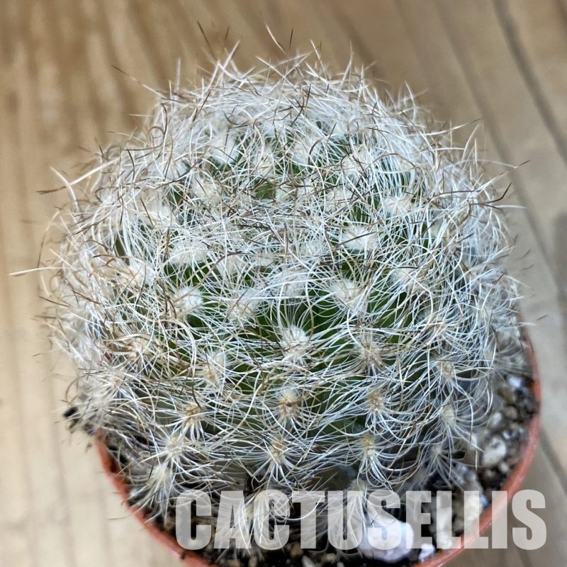 SH33654 Neoporteria nidus
