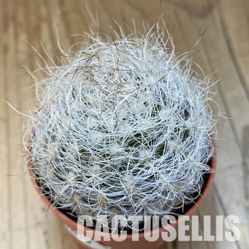 SH33655 Neoporteria nidus