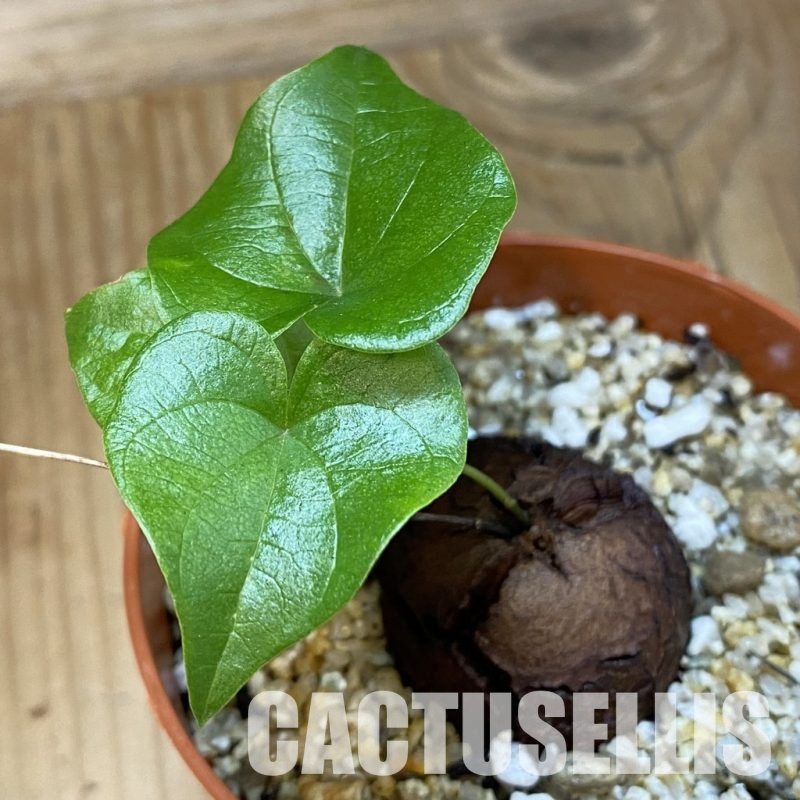 SH33656 Dioscorea elephantipes