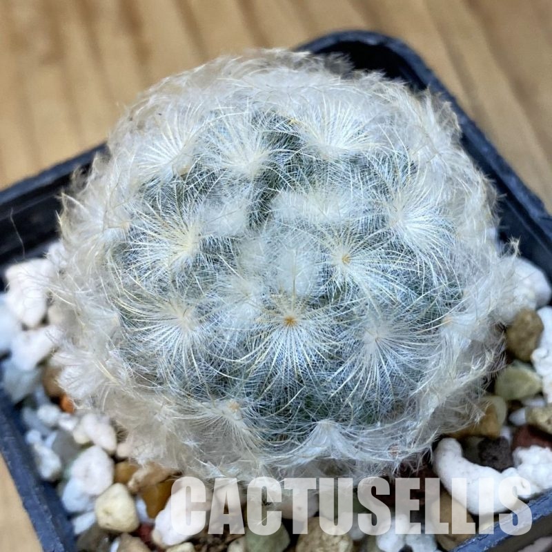 SH33657 Mammillaria plumosa