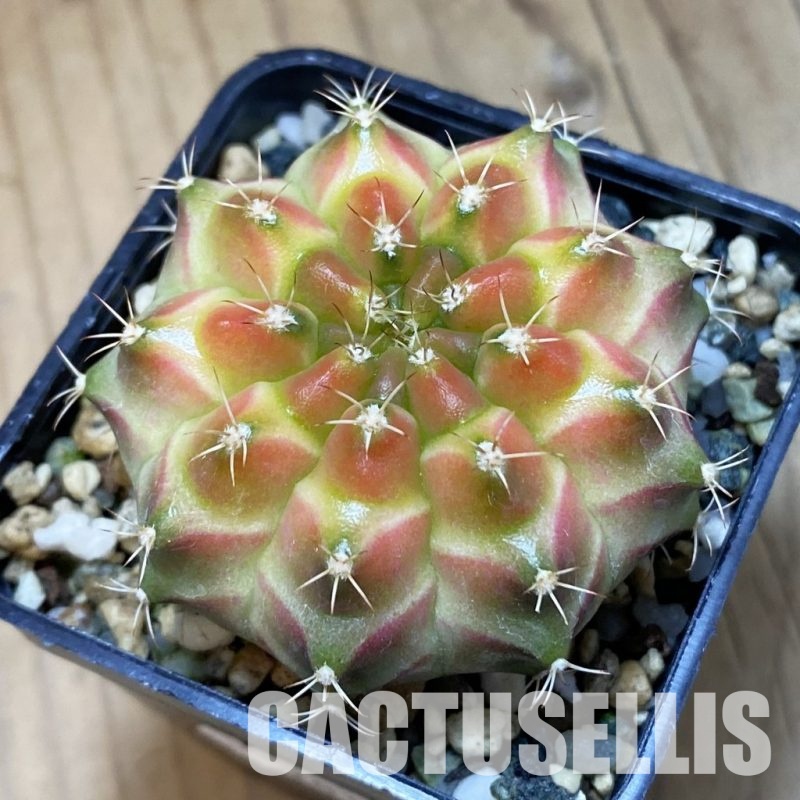 SH20187 Gymnocalycium mihanovichii ‘Neon’