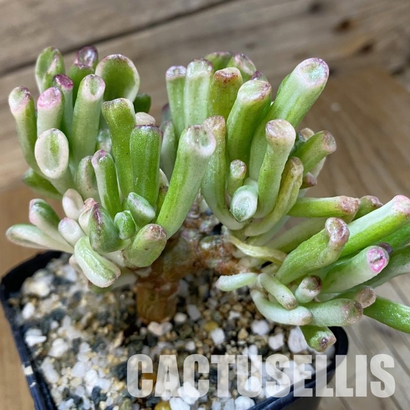 SH33658 Crassula ovata ‘Gollum’ f. variegata
