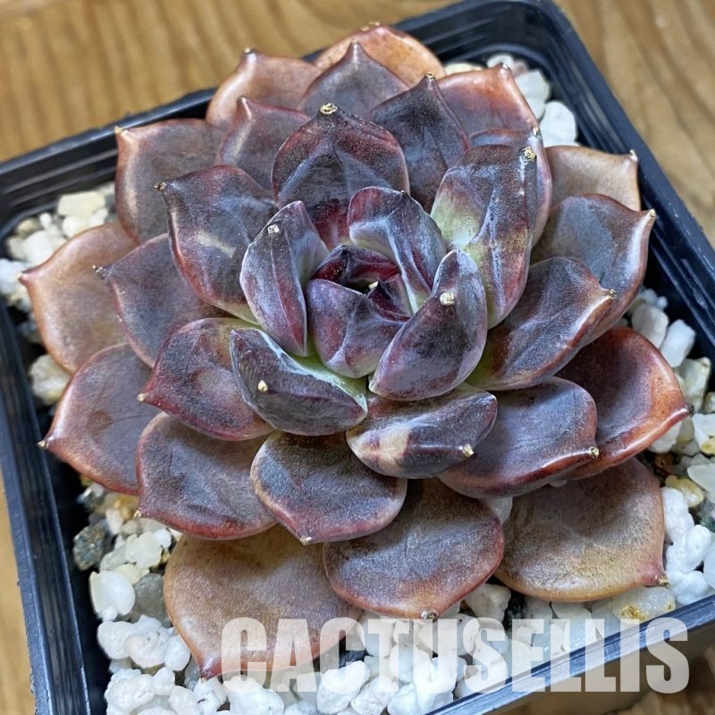 SH33659 Echeveria ‘Dark Chocolate’