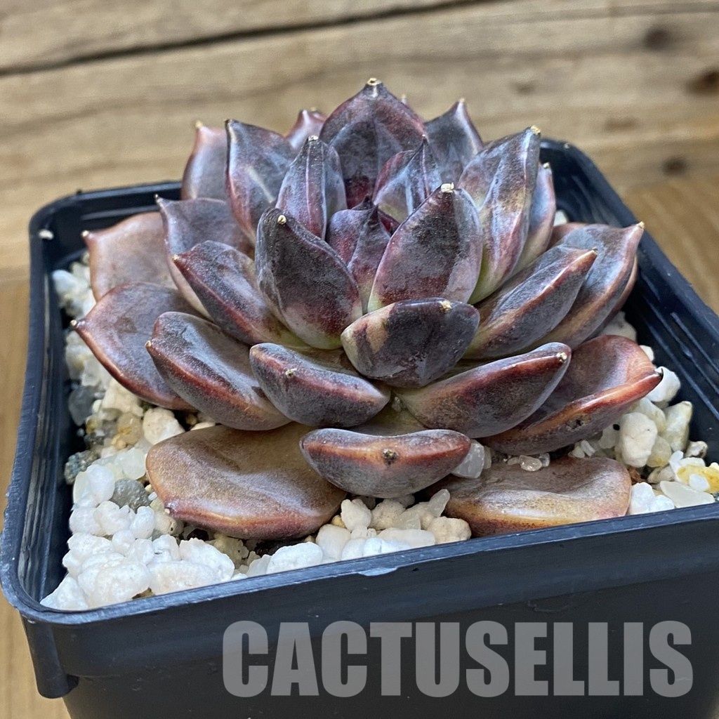 SH33659 Echeveria ‘Dark Chocolate’ - Image 2