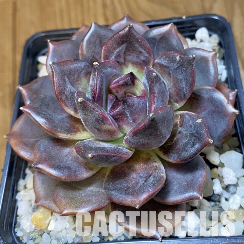SH33660 Echeveria ‘Dark Chocolate’