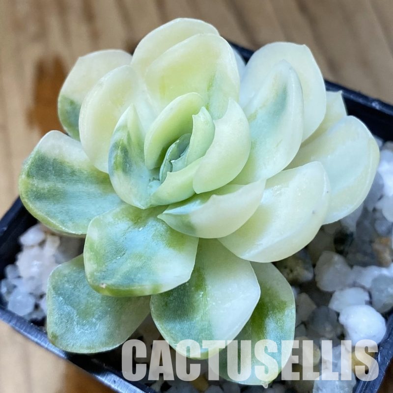 SH33661 Echeveria ‘Berry’ f. variegata