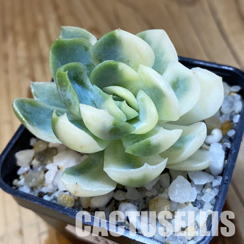 SH33662 Echeveria ‘Berry’ f. variegata