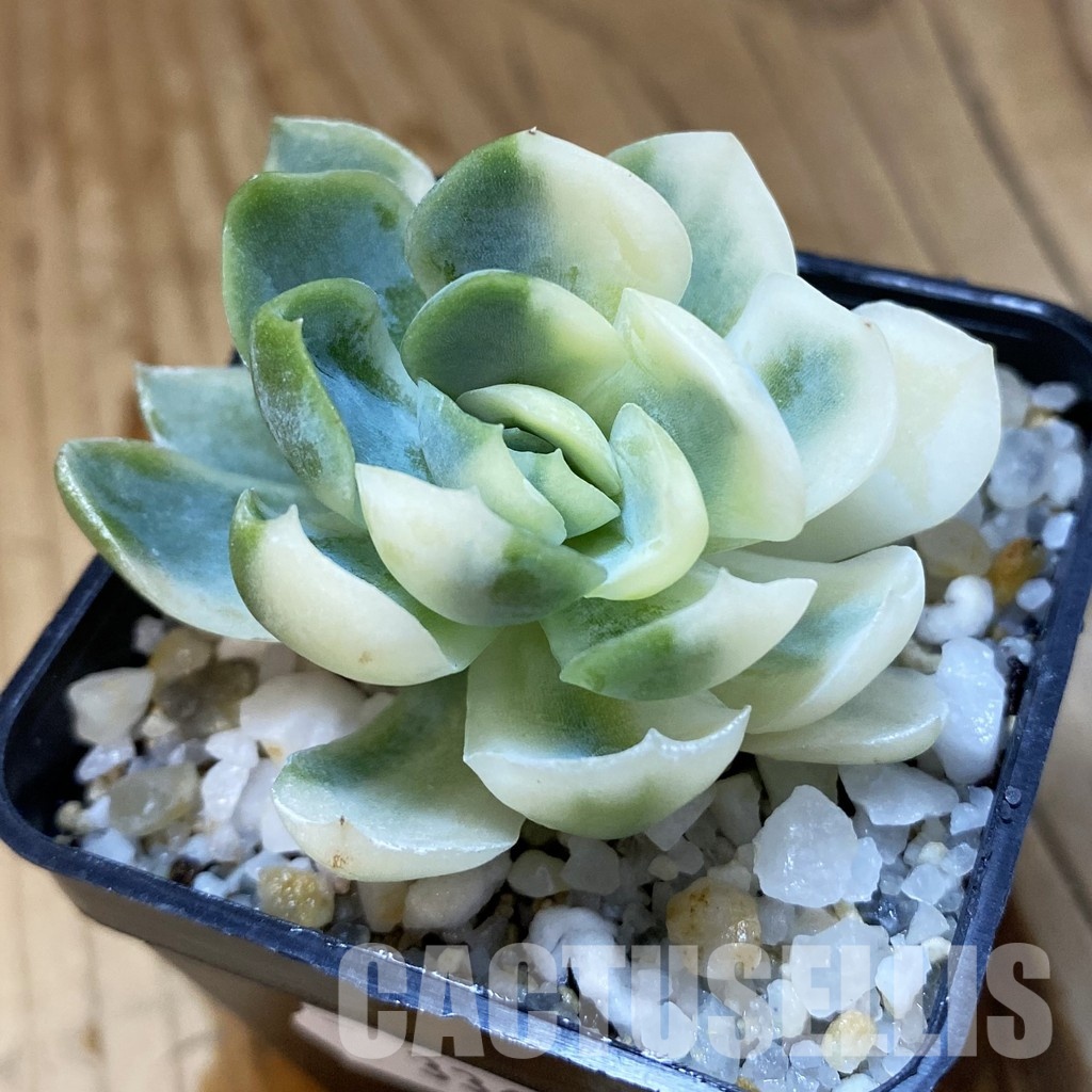 SH33662 Echeveria ‘Berry’ f. variegata