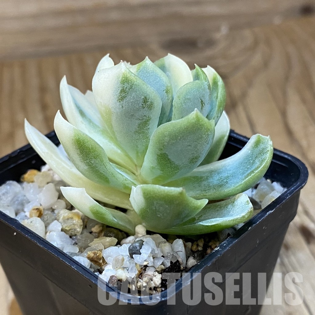 SH33662 Echeveria ‘Berry’ f. variegata - Image 2