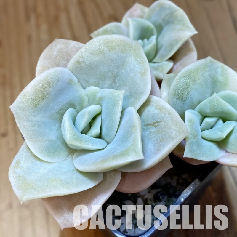 SH33663 Echeveria ‘Lovely Rose’ white color f. variegata