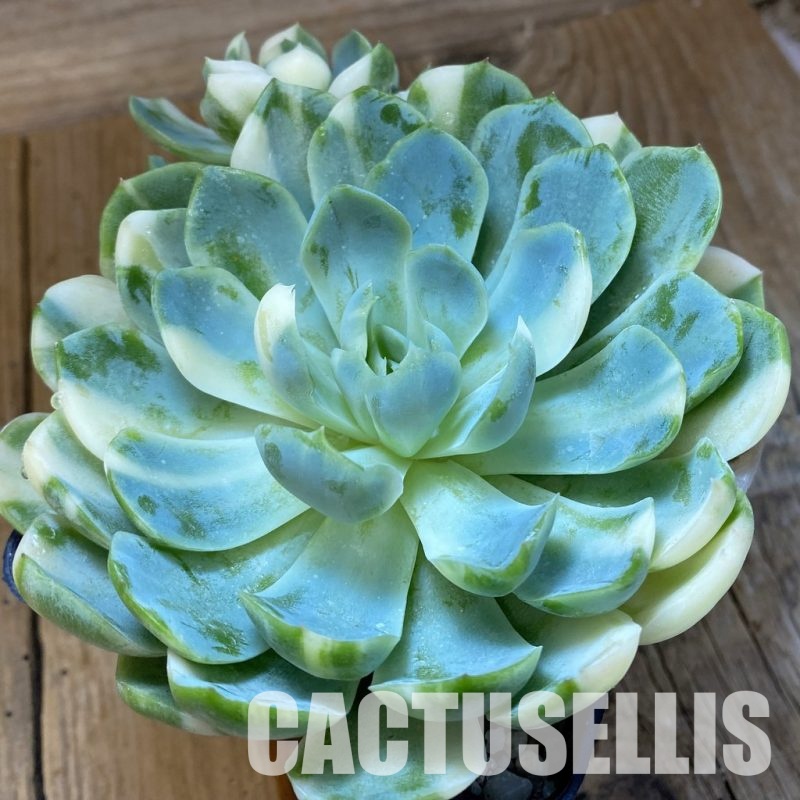 SH33664 Echeveria ‘Berry’ f. variegata