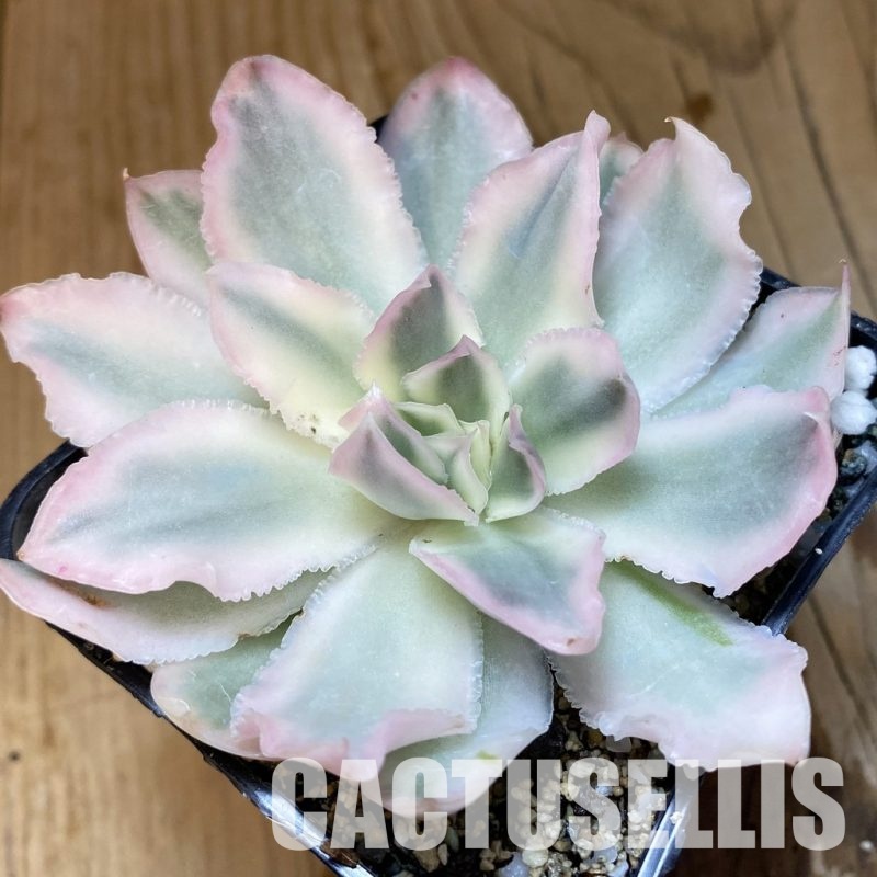 SH33665 Echeveria ‘Purple Butterfly’ f. variegata